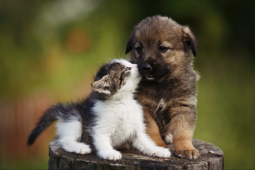 Social Animais