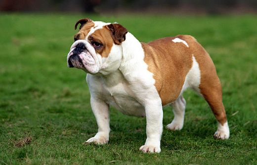 Bulldog