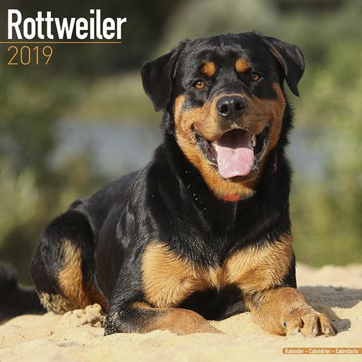 Rottweiler 