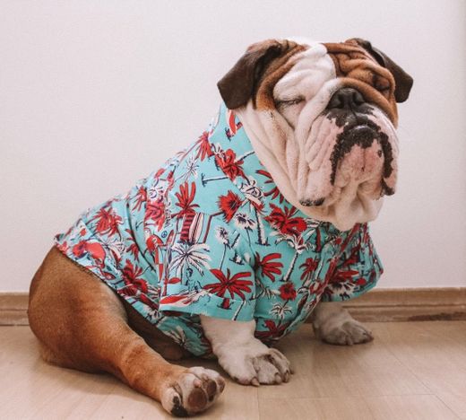 Wonton Collection Online dog clothing store