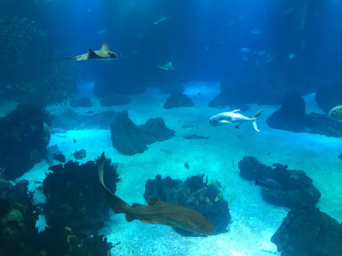 Place Oceanario de Lisboa