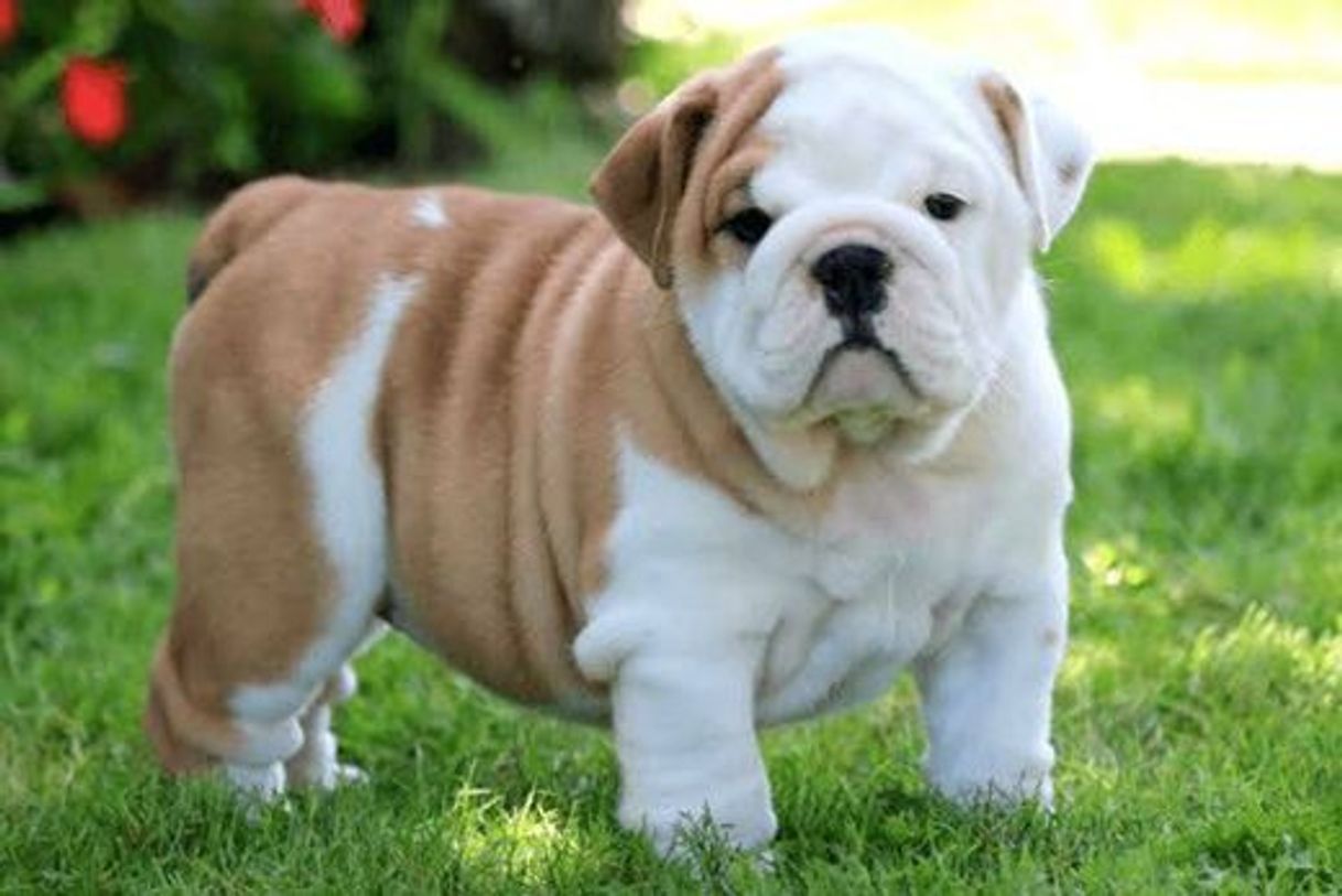 Fashion English Bulldog Breed - Facts and Personality Traits | Hill's Pet