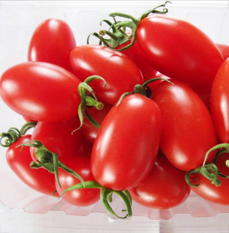 Moda Tomate cereja