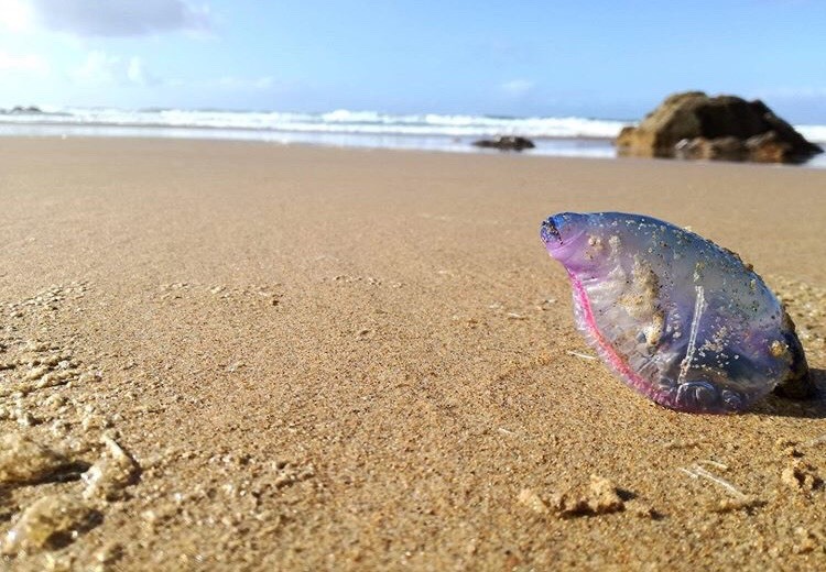 Place Praia do Amado