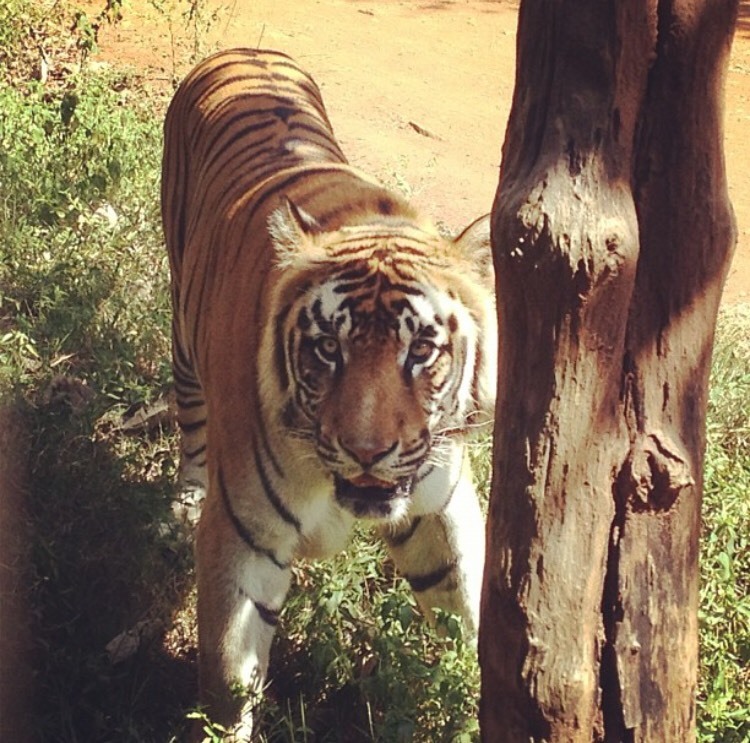 Lugares Lion and Tiger Safari Shimoga