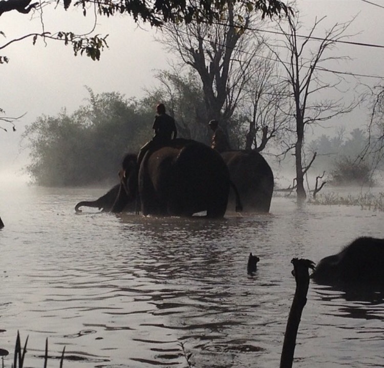 Lugares Sakrebyle Elephant Camp Jungle Lodges