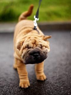 Social Shar Pei