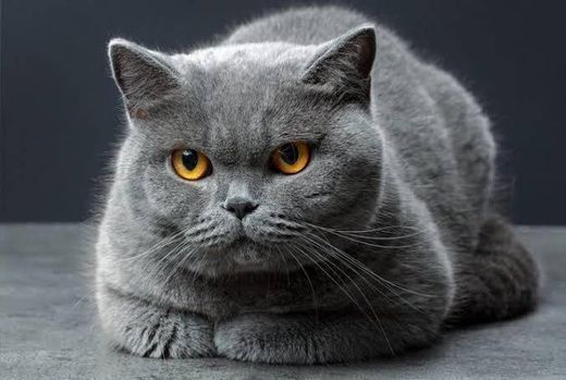 Social Gatinho ♥️