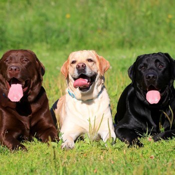 Social Labrador Retriever Dog Breed Information, Pictures, Characteristics ...