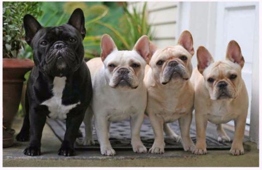Tudo sobre a raça Bulldog Francês | Tudo Sobre Cachorros