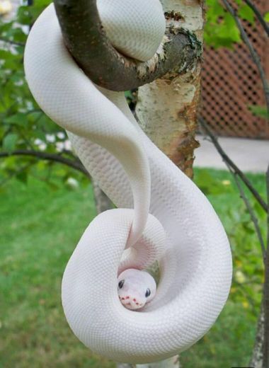 Albino snake 🐍