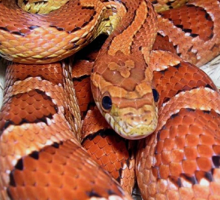 Moda Corn Snake