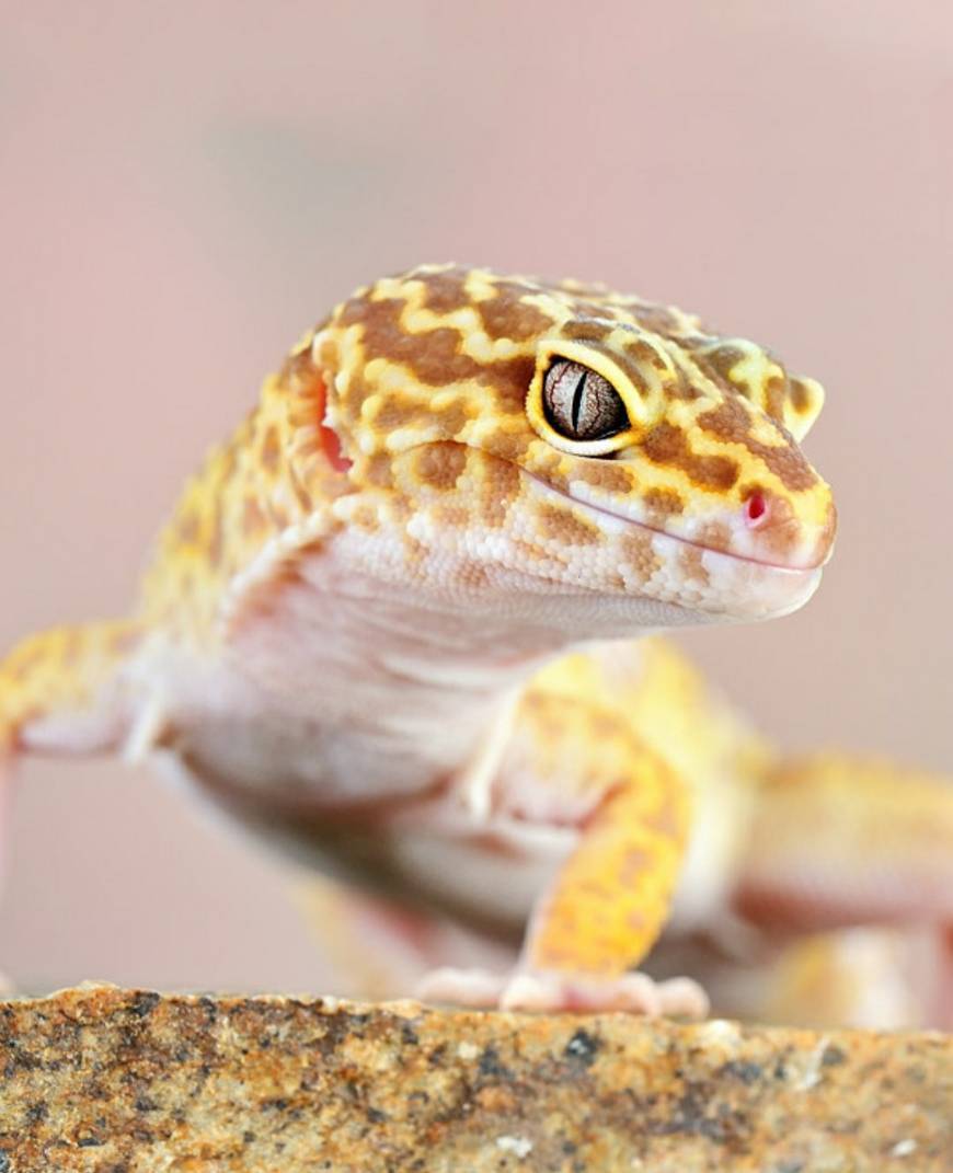 Fashion Leopard Gecko