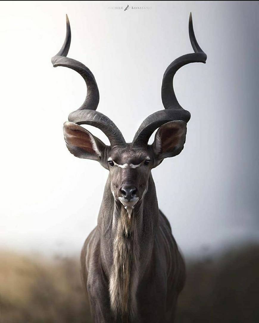 Fashion Kudu