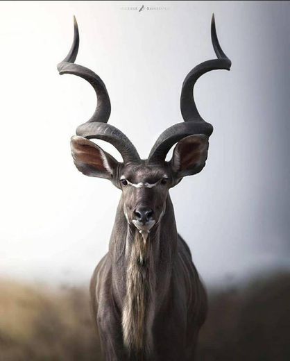 Kudu