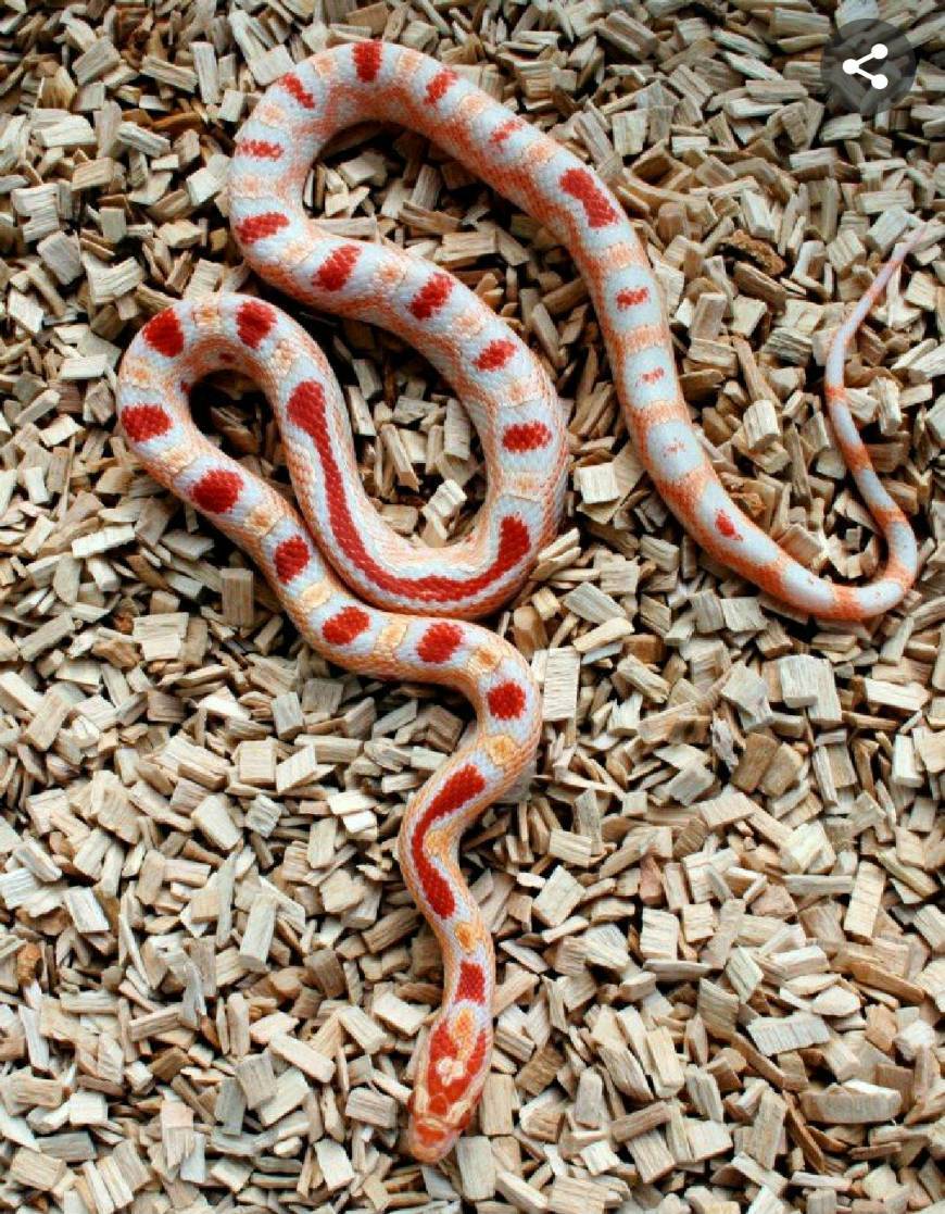 Fashion Corn Snake