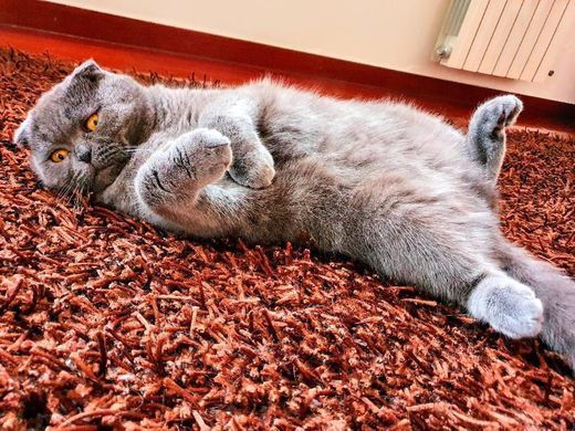 Social Gato Misha