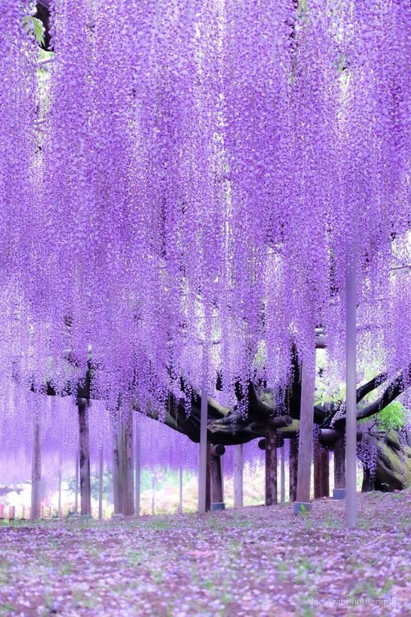 Lugar Wisteria