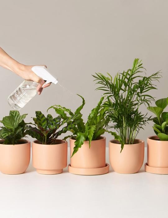 Moda Pet-Friendly Plants