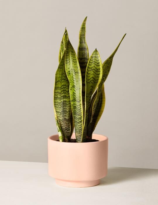 Moda Snake Plant Laurentii