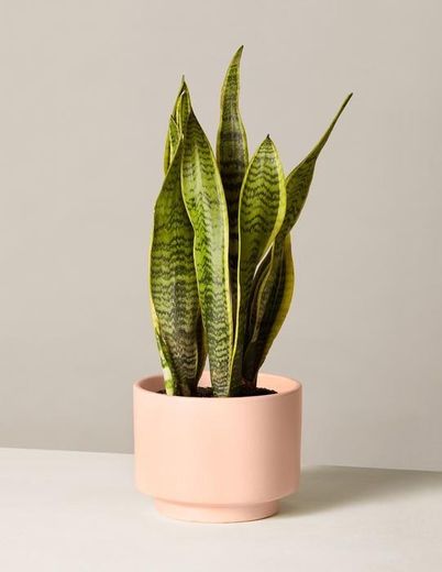 Snake Plant Laurentii