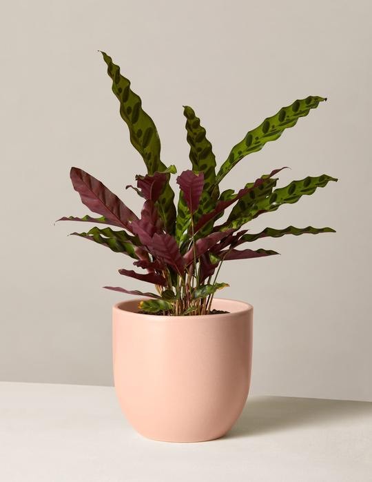 Moda Calathea Rattlesnake