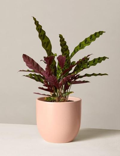 Calathea Rattlesnake