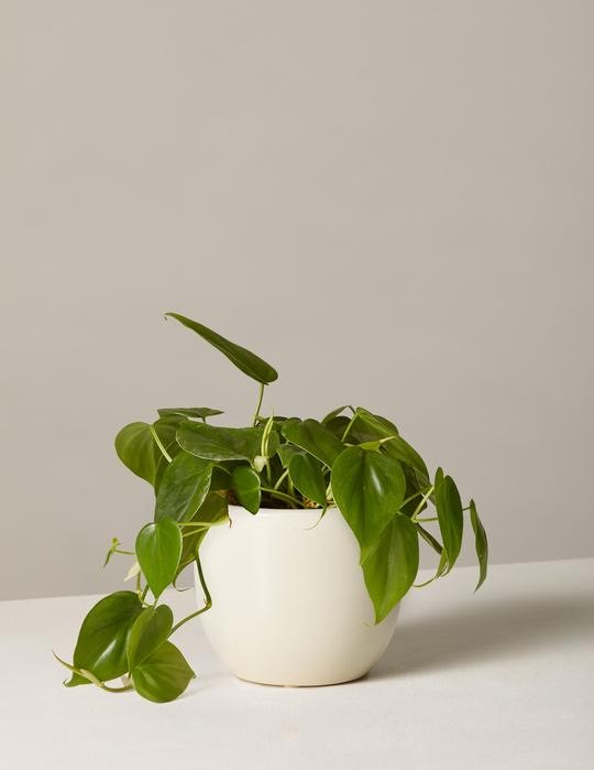 Moda Philodendron Green