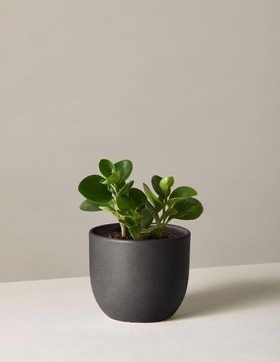 Peperomia Obtusfolia