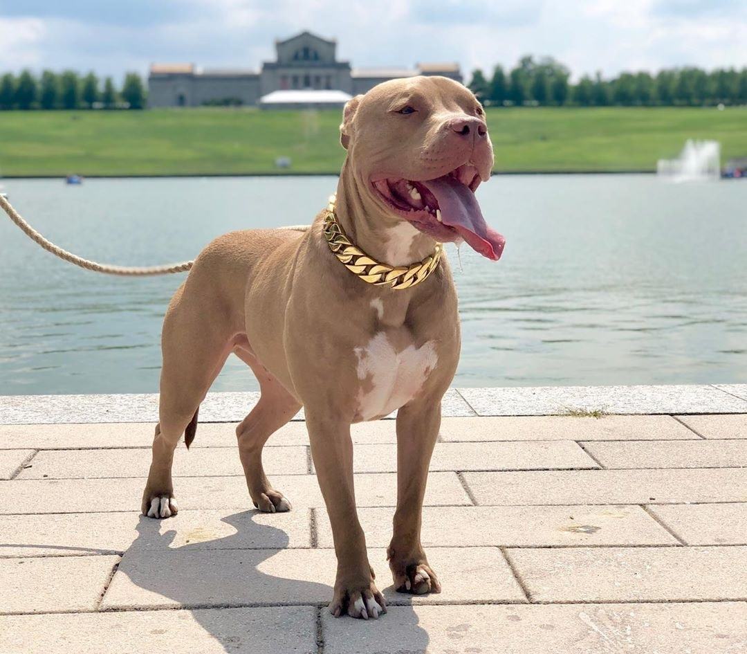 Fashion Pitbull