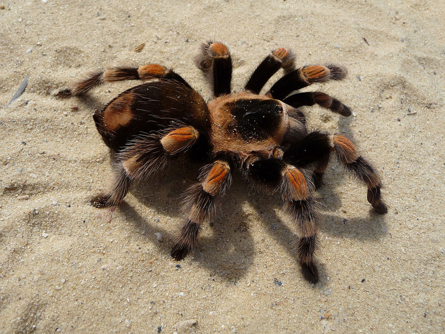 Moda Tarantula 