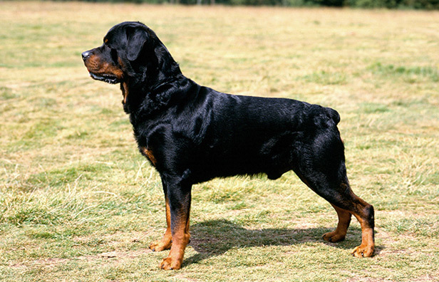 Producto Rottweiler 