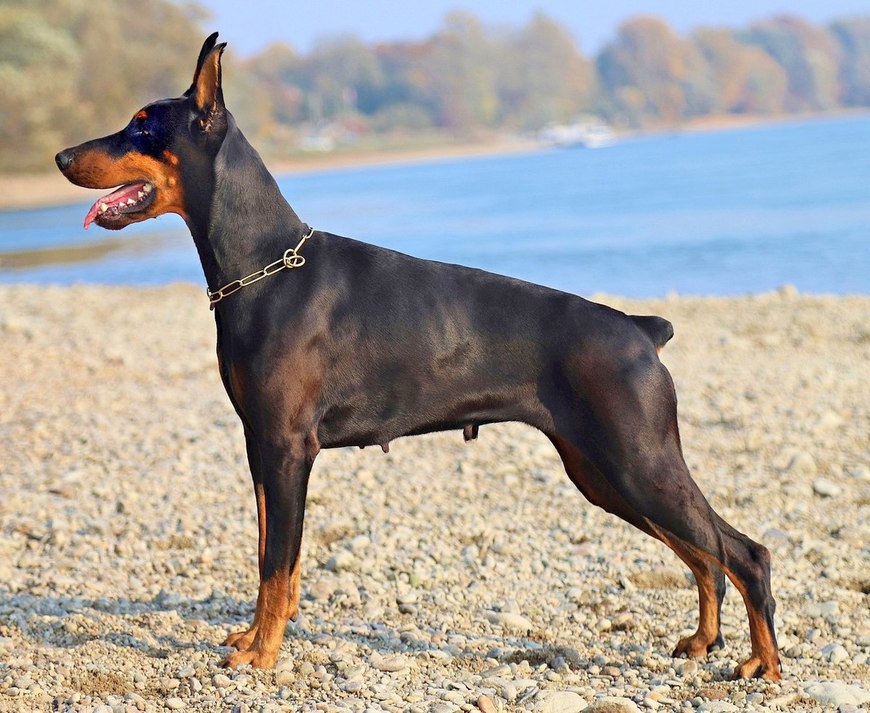 Moda Doberman 