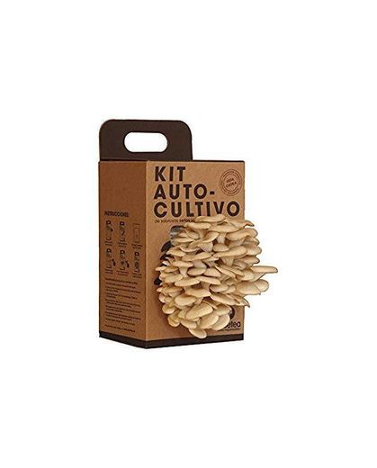 KitAutocultivo de setas ostra sobre posos de café reciclado