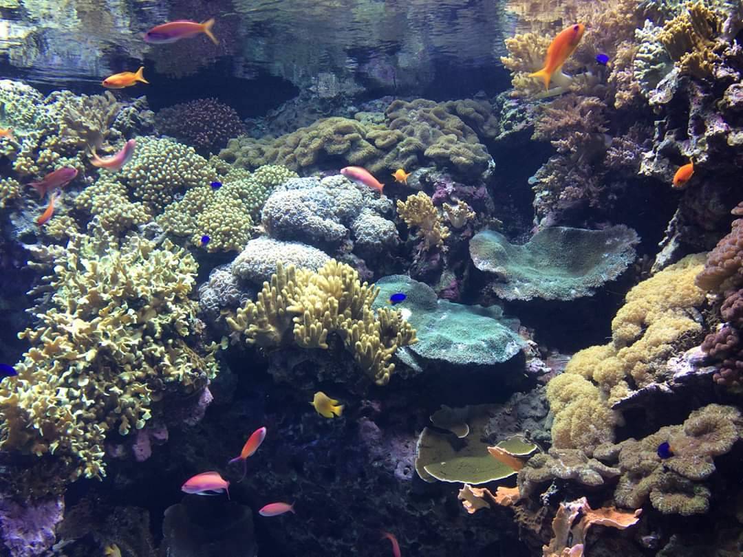 Lugar Oceanario de Lisboa