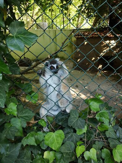 Lugar Zoo da Maia