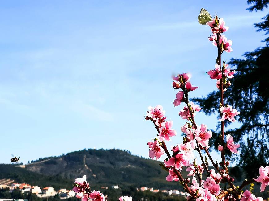 Place Vila de Rei