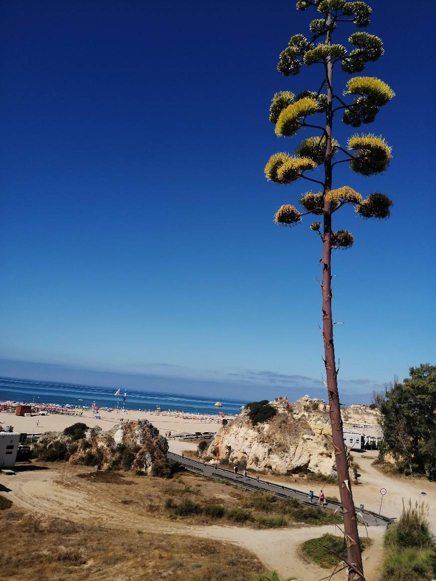 Place Praia da Rocha