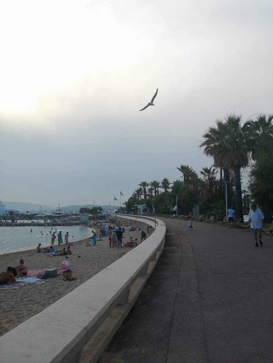 Place Plage Du Festival