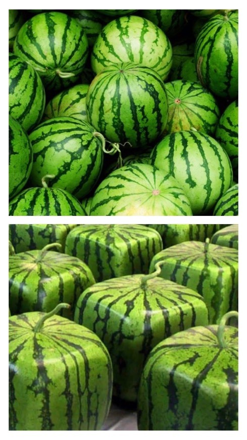 Melância 🍉 
