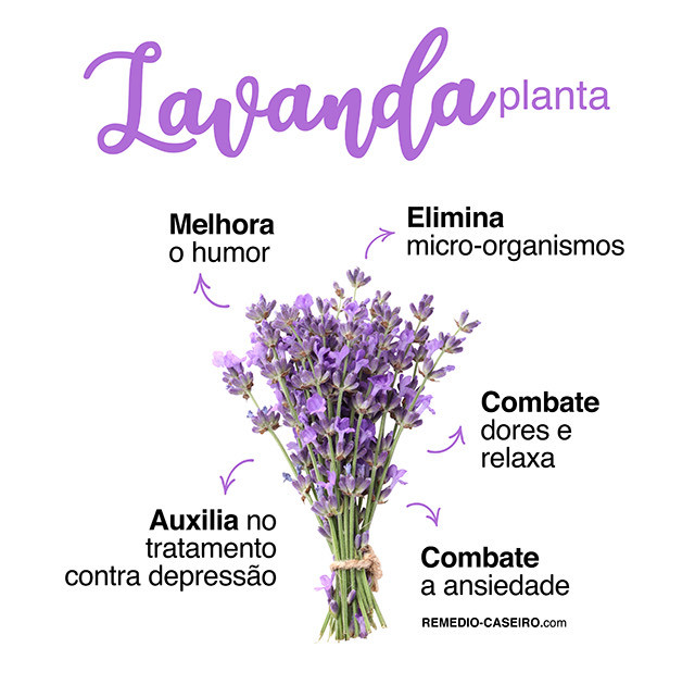 Fashion Lavanda