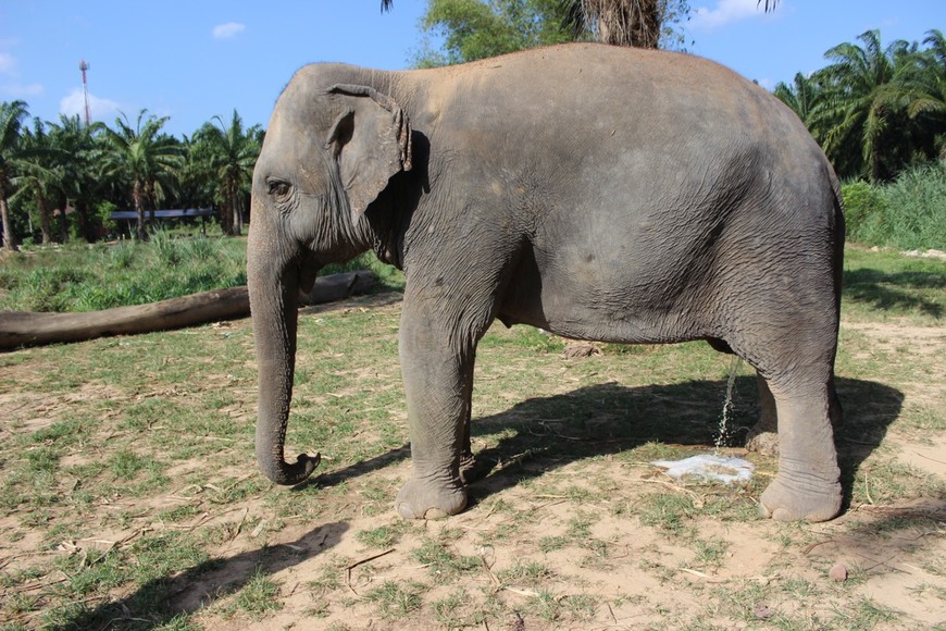 Lugar Krabi Elephant House Sanctuary