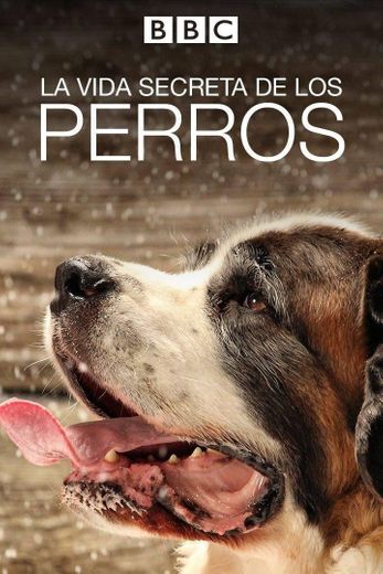 La vida secreta de los perros