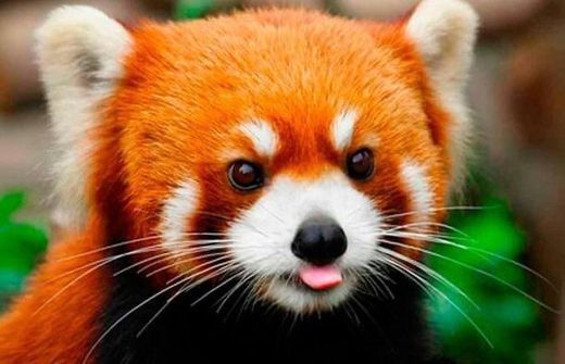 Panda Vermelho