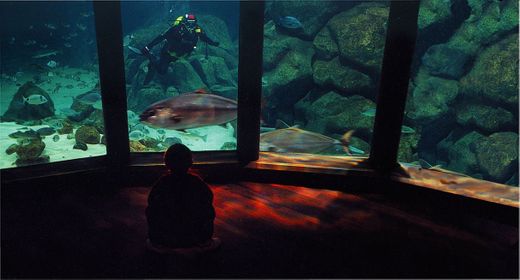 Aquarium Finisterrae