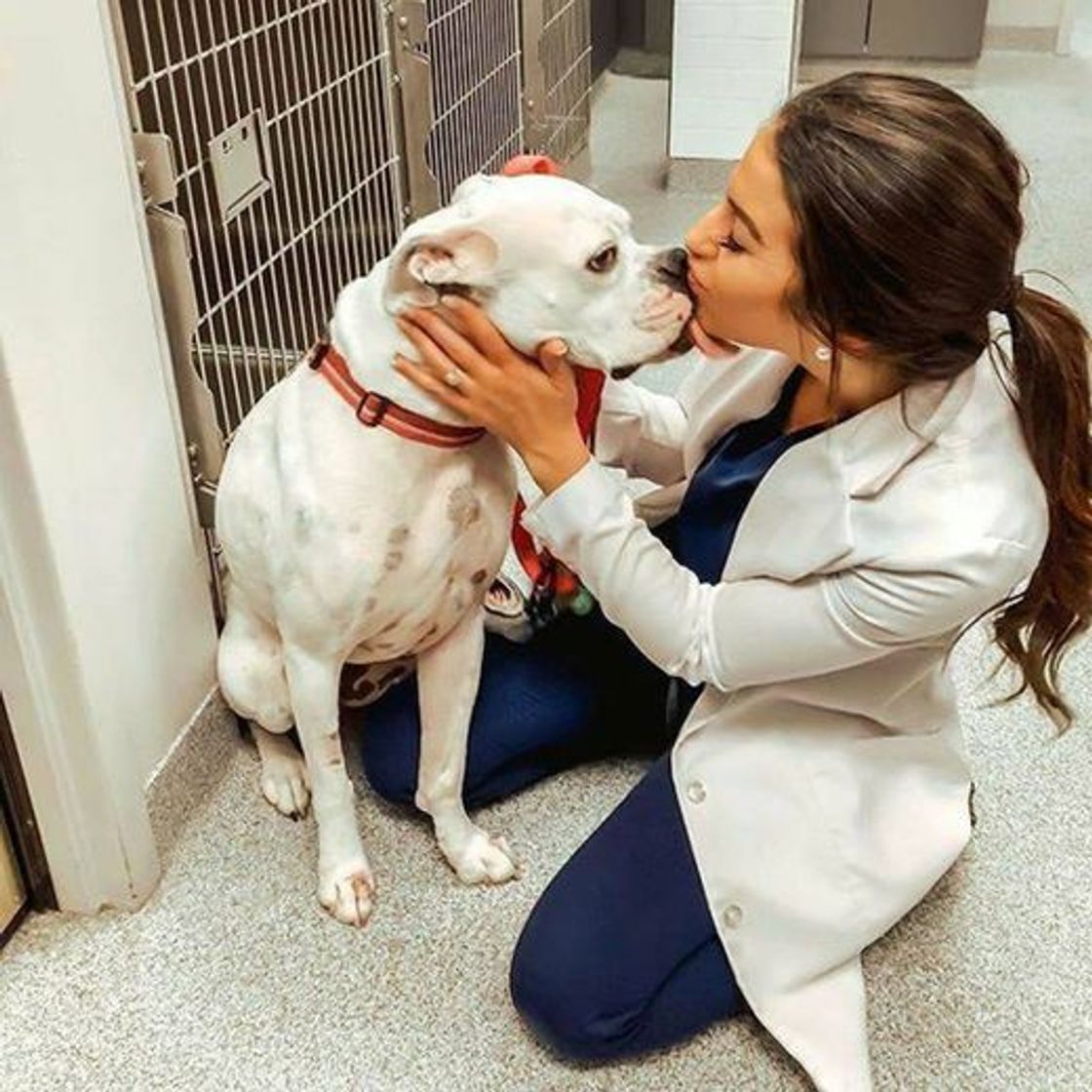 Moda Veterinária e cachorrinho 💕