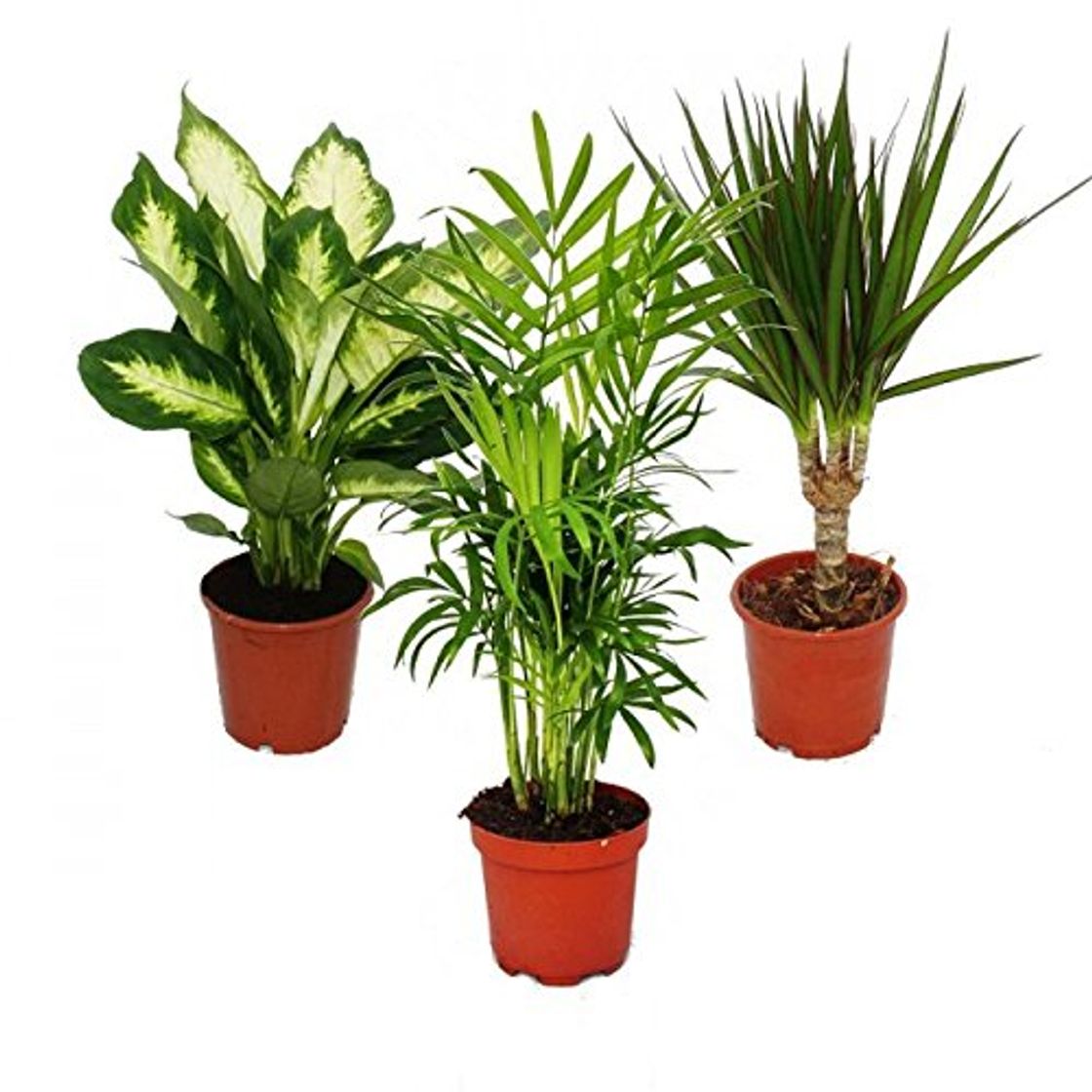 Social Indoor Plant Mix II Set of 3, 1x Dieffenbachia, 1x Chamaedorea
