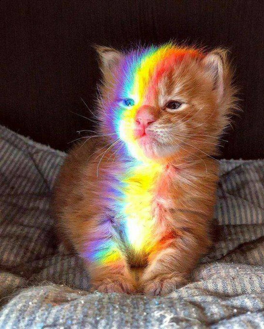 Social Gatinho fofinho