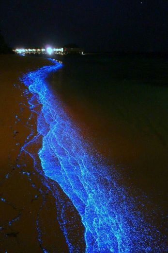 Praia brilhante 💫 (bioluminescência)