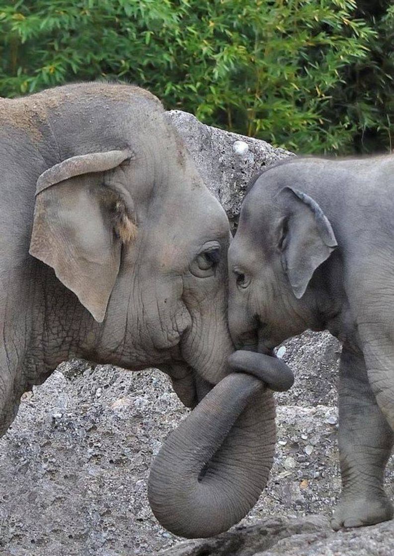 Social Owwwn 🐘❤